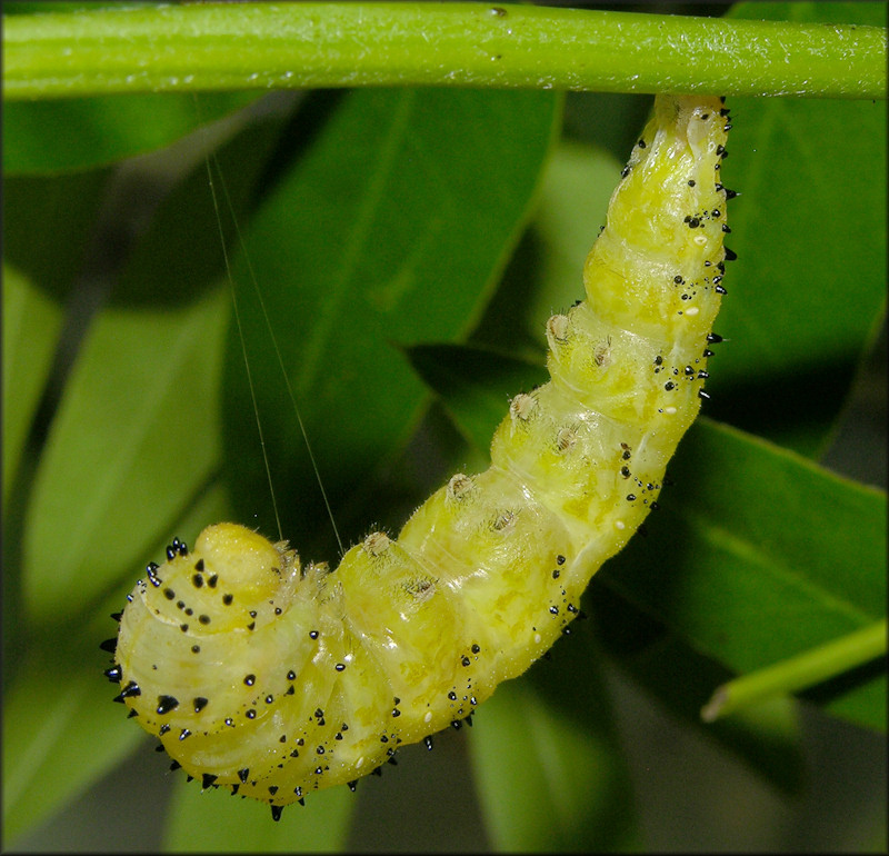 Cloudless Sulphur [Phoebis sennae] Larva