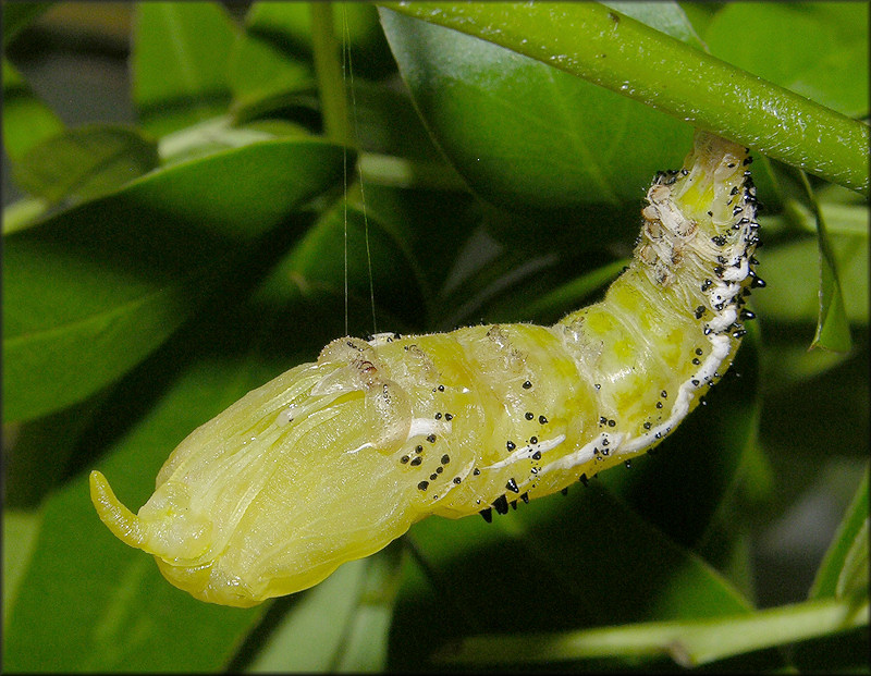 Cloudless Sulphur [Phoebis sennae] Larva