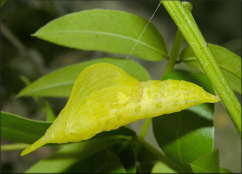 Cloudless Sulphur [Phoebis sennae] Chrysalis