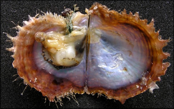 Pinctada imbricata imbricata Rding, 1798 Atlantic Pearl-oysterr