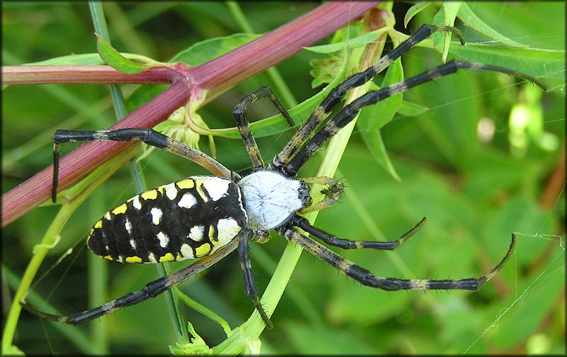 Yellow Garden Spider [Argiope aurantia] Female