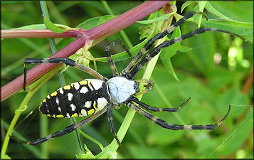 Yellow Garden Spider [Argiope aurantia] Female