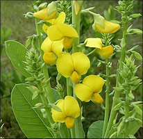 Showy Rattlebox [Crotalaria spectabilis]