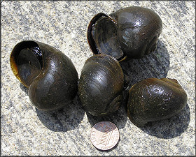 Two Of The Mating Pairs Of Pomacea Paludosa  From The Lake