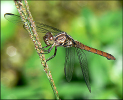 Unidentified Dragonfly