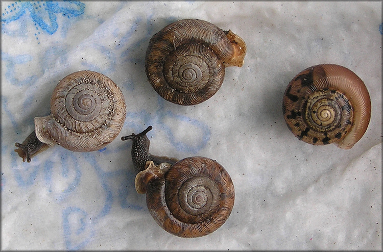 The Four Living Daedalochila auriculata (Say, 1818) Found on 9/28/2008