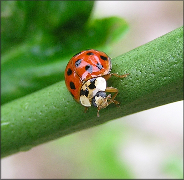 Asian Lady Beetle [Harmonia axyridis]