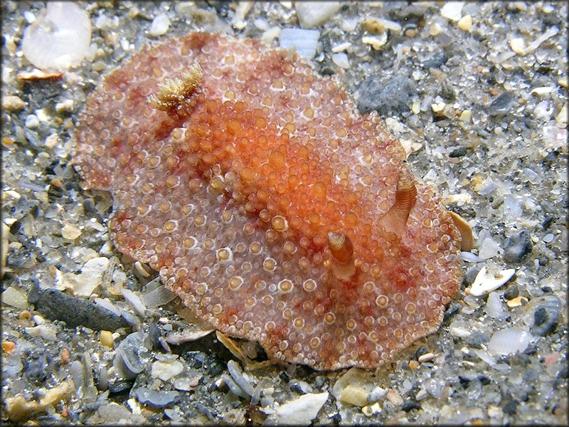 Hoplodoris hansrosaorum Dominguez, Garca, and Troncoso, 2006