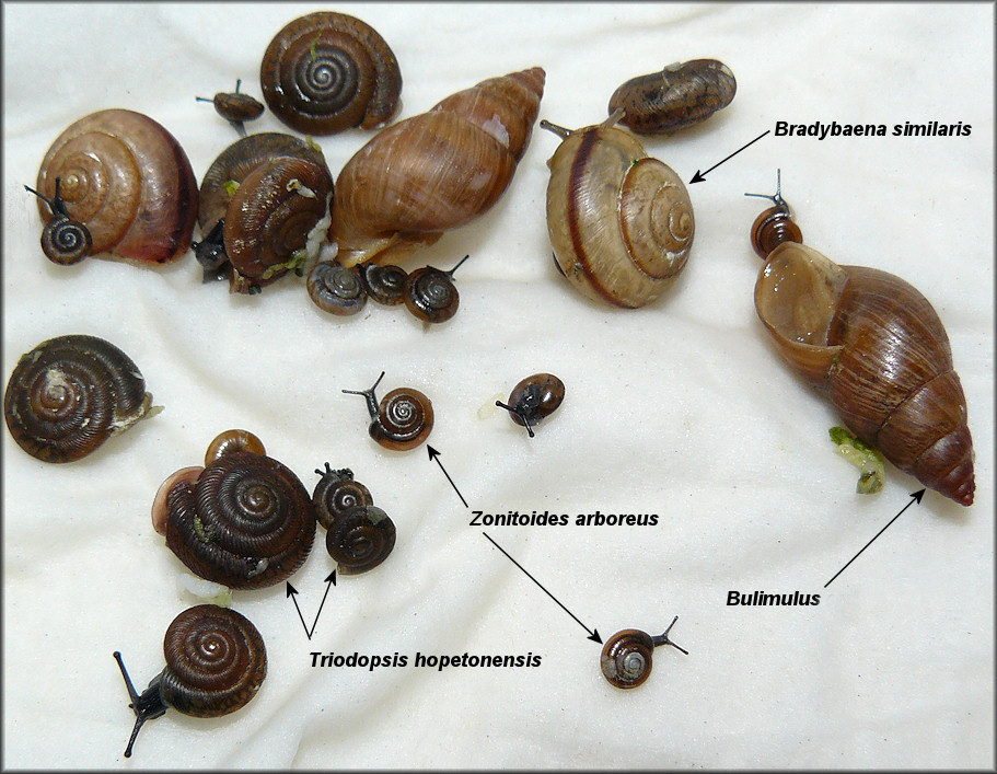 Some Of The Snails From Behind The Duval Container Company On Hanover Street