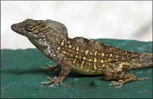 Brown Anole [Anolis sagrei sagrei]