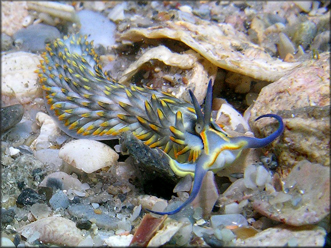 Cerberilla potiguara Padula and Delgado, 2010