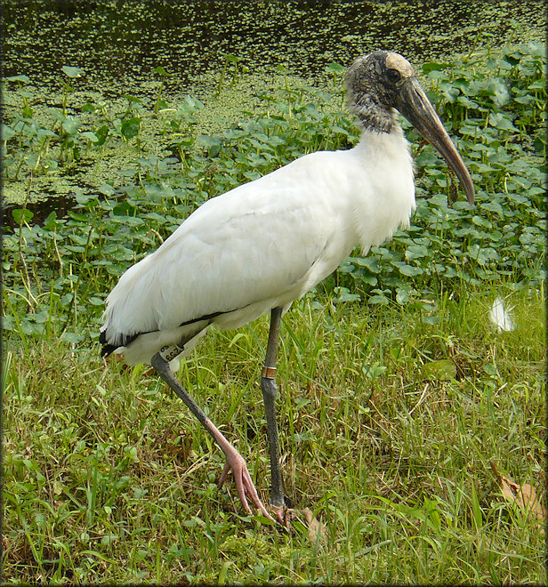 Wood Stork [Mycteria americana] 