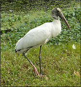 Wood Stork Mycteria americana