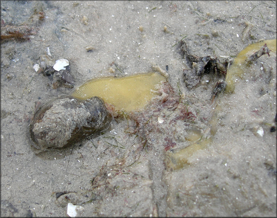 Haminoea antillarum  (d’Orbigny, 1841) Antilles Glassy-bubble Depositing Eggs