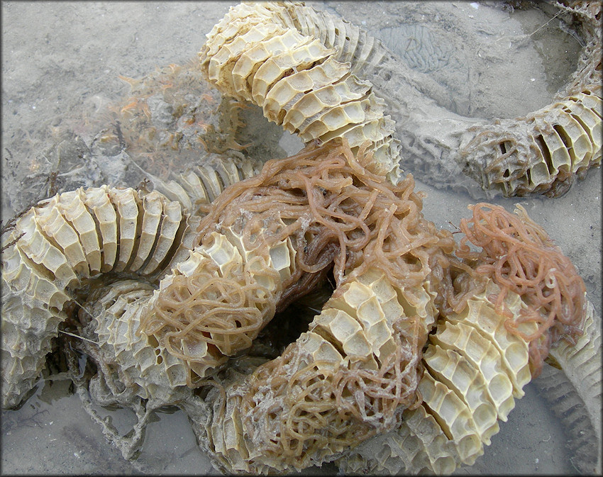 Bursatella leachii pleii Rang, 1828 Ragged Seahare Eggs