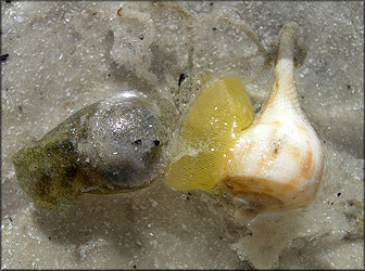 Haminoea antillarum  (d’Orbigny, 1841) Antilles Glassy-bubble With Eggs