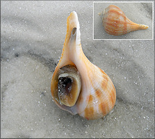 Fulguropsis spirata (Lamarck, 1816) Pear Whelk Living Specimen