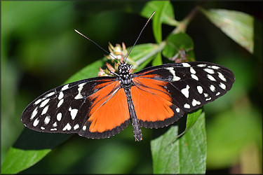 Hercale heliconius Longwing Hecale