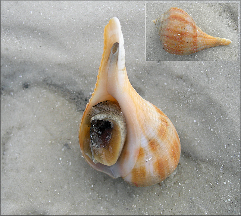 Fulguropsis spirata (Lamarck, 1816) Pear Whelk Living Specimen