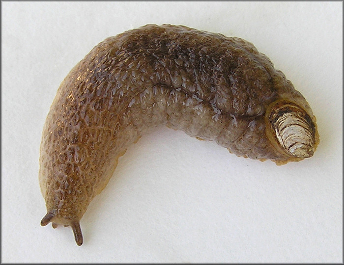 Testacella haliotidea (Draparnaud, 1801) "Shelled Slug"