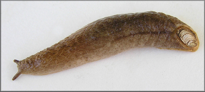 Testacella haliotidea (Draparnaud, 1801) "Shelled Slug"