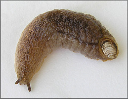 Testacella haliotidea (Draparnaud, 1801) "Shelled Slug"