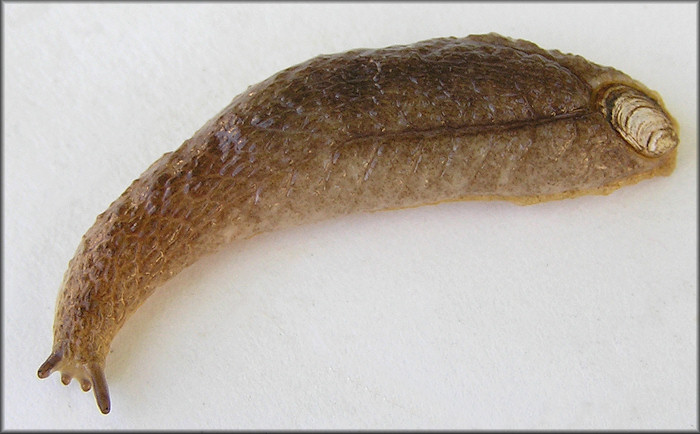 Testacella haliotidea (Draparnaud, 1801) "Shelled Slug"