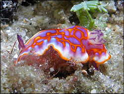   Chromodoris binza   Ev. and Er. Marcus, 1963