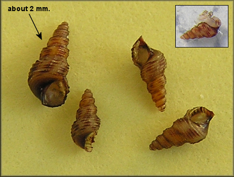 Melanoides cf. turricula (I. Lea, 1850) Fawn Melania