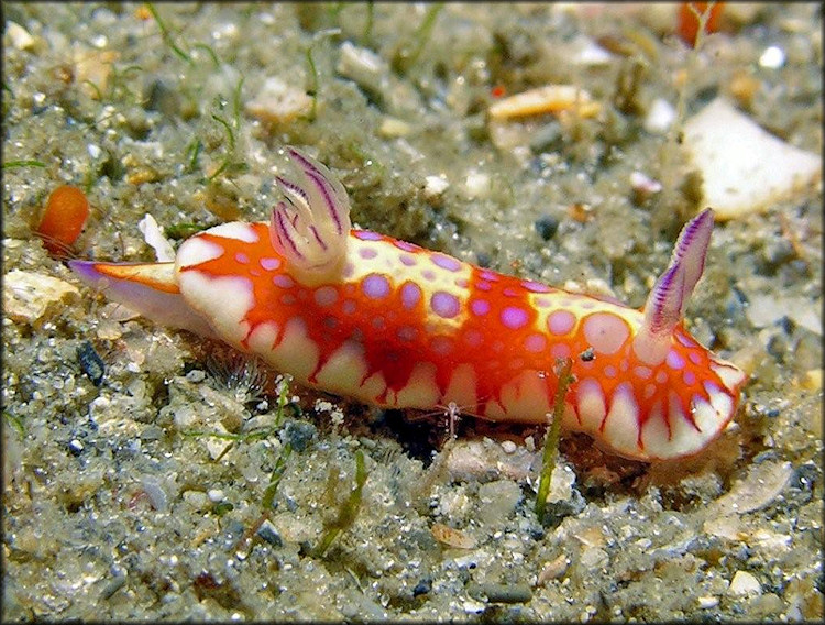 Felimida clenchi (Russell, 1935) Harlequin Blue Doris