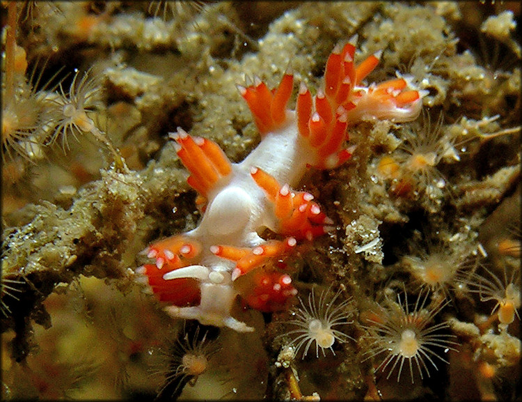 Cuthona species (red and white)