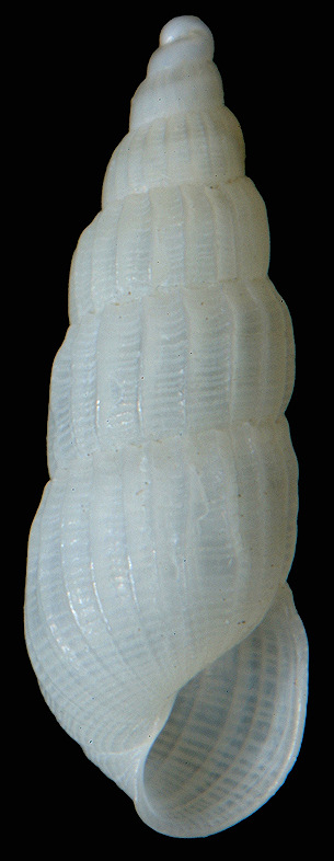 Turbonilla (Pyrgulina) species