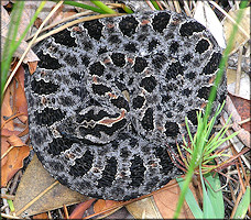 Dusky Pygmy Rattlesnake [Sistrurus miliarius barbouri]