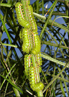  Io Moth [Automeris io] Caterpillars