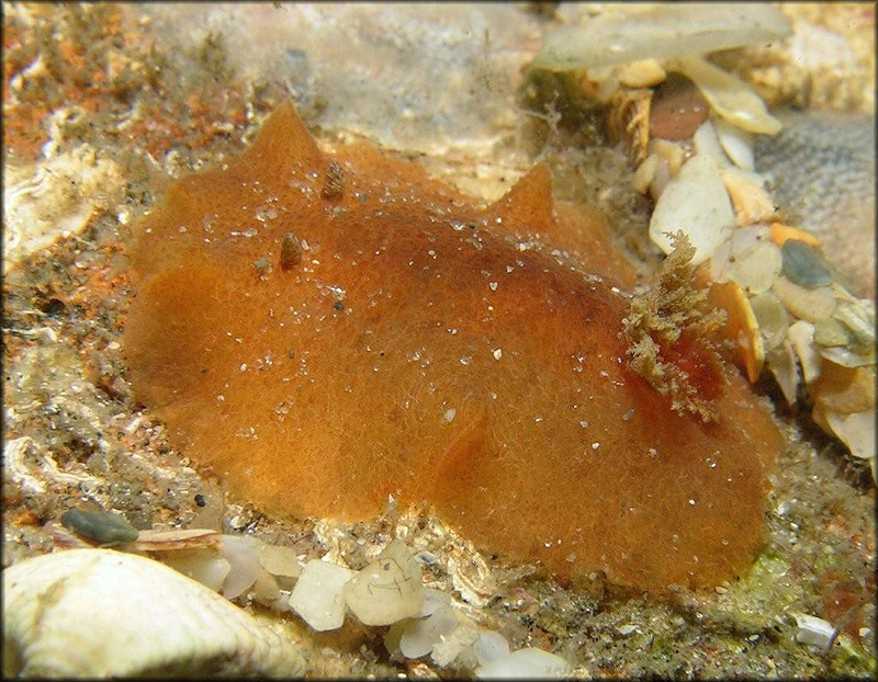 Geitodoris immunda Bergh, 1894