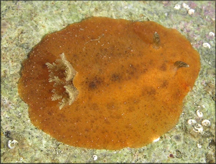 Geitodoris immunda Bergh, 1894