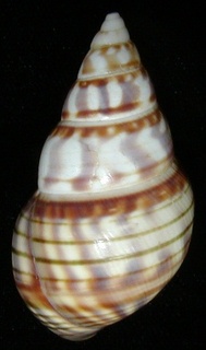 Liguus fasciatus archiejonesi Cox 2008 Holotype