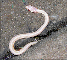 Eastern Garter Snake [Thamnophis sirtalis sirtalis] Albino Juvenile