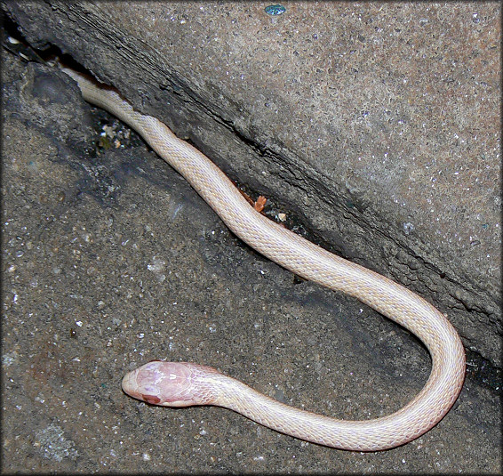 Eastern Garter Snake [Thamnophis sirtalis sirtalis] Albino Juvenile