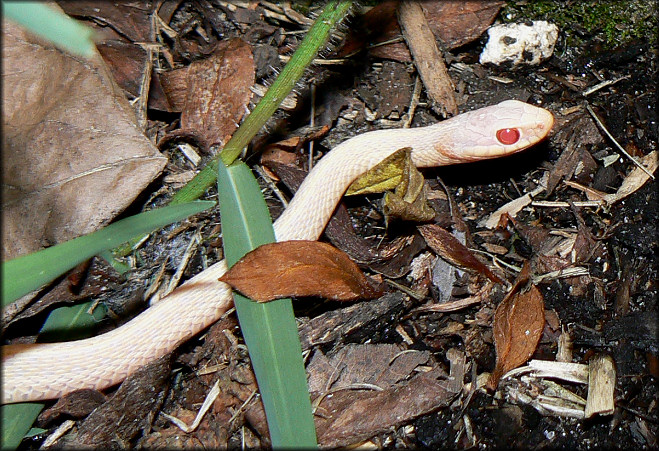 Eastern Garter Snake [Thamnophis sirtalis sirtalis] Albino