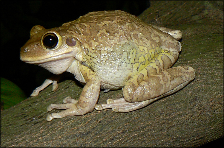 Cuban Treefrog [Osteopilus septentrionalis]