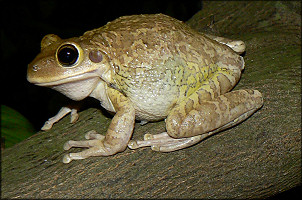 Cuban Treefrog [Osteopilus septentrionalis]