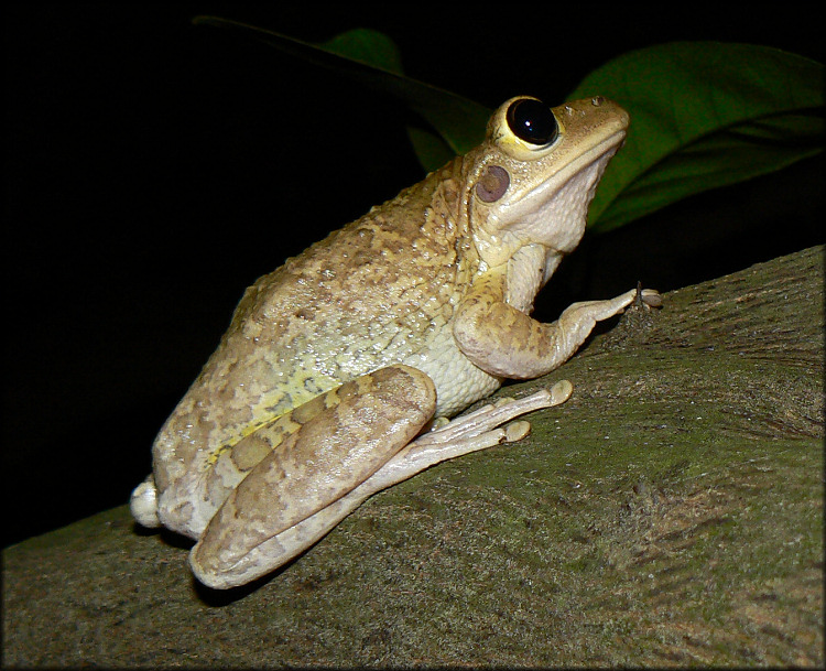 Cuban Treefrog [Osteopilus septentrionalis]