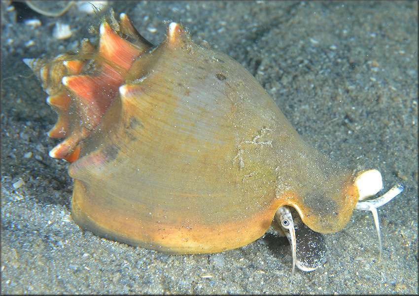 Strombus alatus Gmelin, 1791 Living Specimen In Situ