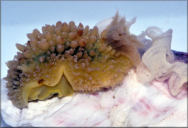 Doris verrucosa Linnaeus 1758 Sponge Slug With Eggs