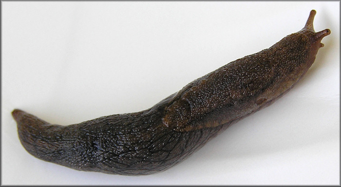 Prophysaon andersoni (J. G. Cooper, 1872) Reticulate Taildropper Slug