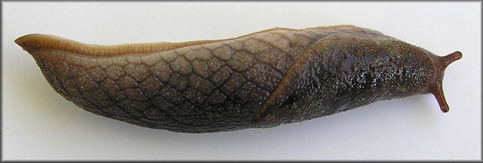 Prophysaon andersoni (J. G. Cooper, 1872) Reticulate Taildropper Slug