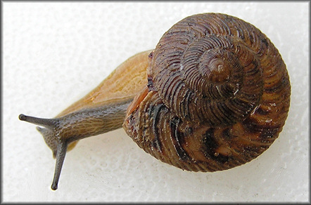 Anguispira alternata (Say, 1817) Flamed Tigersnail Juvenile