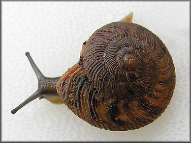 Anguispira alternata (Say, 1817) Flamed Tigersnail Juvenile