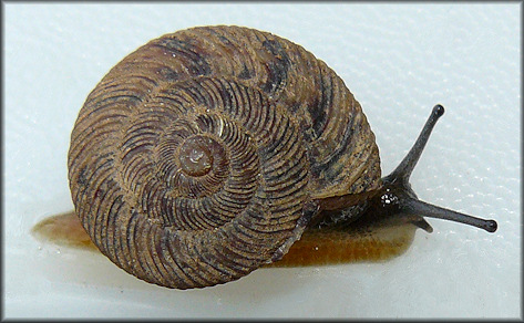 Anguispira alternata (Say, 1817) Flamed Tigersnail Juvenile